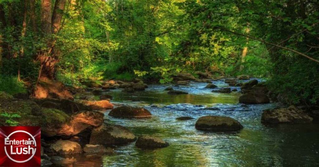 Spring Creek Forest Preserve Tranquil Streams and Woodlands